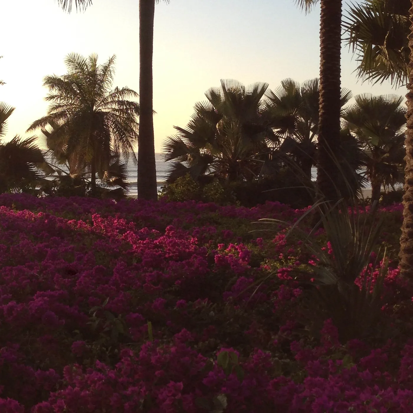 Green fleuri de bougainvilliers au soleil couchant
